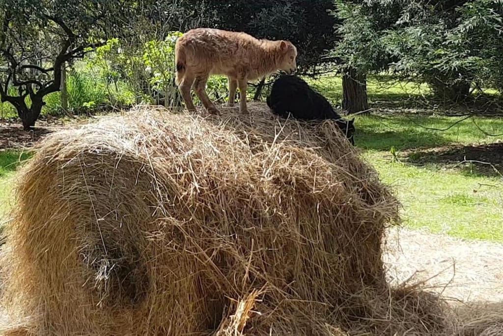 Maison De Famille Avec Parc Arbore Μοντωμπάν Εξωτερικό φωτογραφία